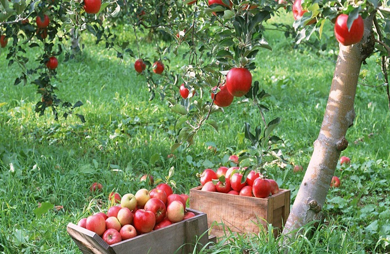 Μήλα: Αυξημένα παραμένουν τα αποθέματα σε Ευρώπη και ΗΠΑ