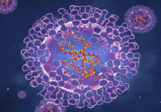 Ευλογιά των πιθήκων: Πολύ πιθανό να έρθει και στη χώρα μας λέει η Παγώνη