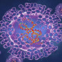 Ευλογιά των πιθήκων: Μετάλλαξη του ιού που μπορεί να κολλήσει με την αναπνοή εξετάζουν οι επιστήμονες