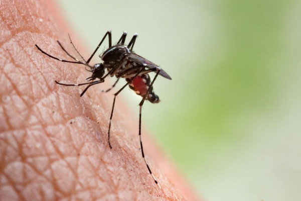 Κουνούπια τέλος: Έτσι θα τα εξαφανίσετε από το σπίτι σας μια και καλή