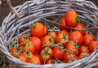 Εξαγωγές: Μειωμένη η κίνηση για ντομάτα – Πώς διαμορφώθηκαν οι τιμές πώλησης