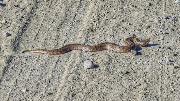 Κύπρος: Γυναίκα μάζευε κάπαρη και τη δάγκωσε οχιά – Νοσηλεύεται στη ΜΕΘ