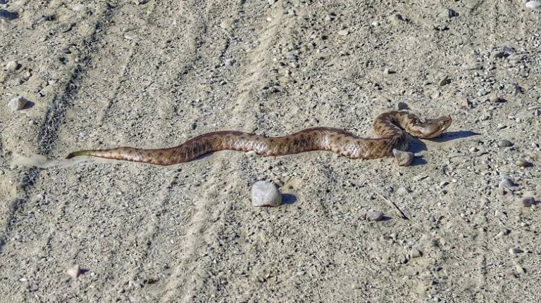 Κύπρος: Γυναίκα μάζευε κάπαρη και τη δάγκωσε οχιά – Νοσηλεύεται στη ΜΕΘ