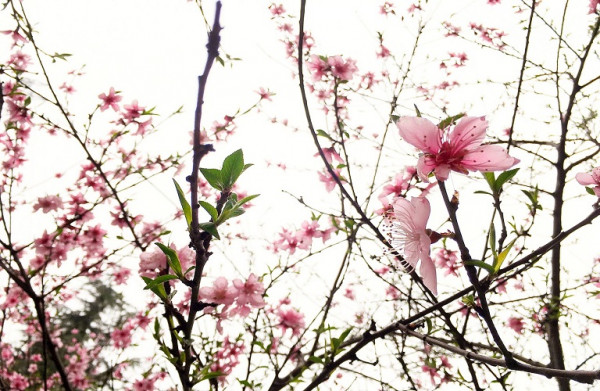Ροδακινιά: Πτήσεις ανάρσιας, φυλλοδέτη και βαμβακάδας – Τι να προσέξετε