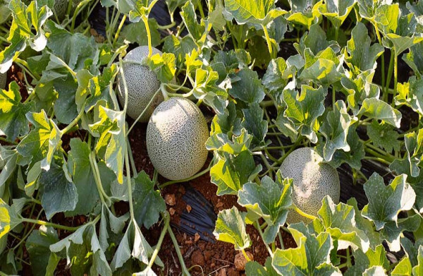 Υπαίθρια πεπονιά: Εμφάνιση θρίπα και αφίδα – Πώς αντιμετωπίζονται