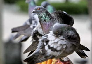 Θεσσαλονίκη: Αποκεφάλισε περιστέρι και καταδικάστηκε σε 12 μήνες φυλάκιση και 5.000 ευρώ πρόστιμο