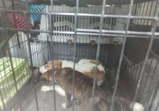 Φωτογραφίες-γροθιά στο στομάχι: Είχε φυλακισμένα στο διαμέρισμά της ζωάκια