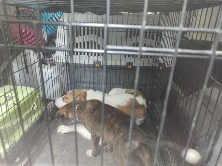 Φωτογραφίες-γροθιά στο στομάχι: Είχε φυλακισμένα στο διαμέρισμά της ζωάκια