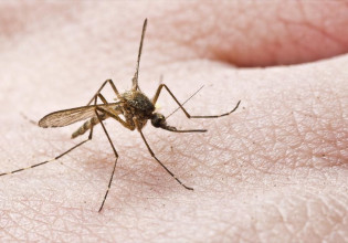 Κουνούπια: Γιατί φέτος θα αργήσουν να μας τσιμπήσουν;