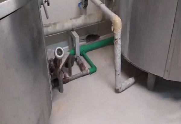 ΑΠΘ: Φρίκη με ποντίκια που κυκλοφορούν στην κουζίνα της Λέσχης