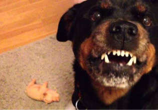 Εύοσμος: Ροτβάιλερ δάγκωσαν άλλο σκυλί και τον ιδιοκτήτη του – Υπέκυψε στα τραύματά του το ζώο