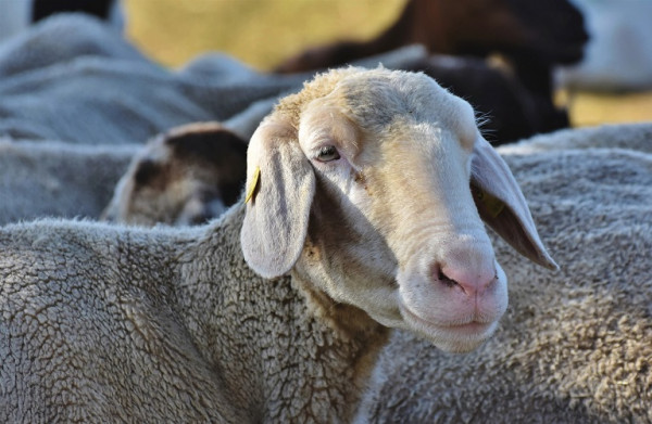 Ζωοτροφές: Πώς θα λάβουν την ενίσχυση οι κτηνοτρόφοι που έμειναν εκτός