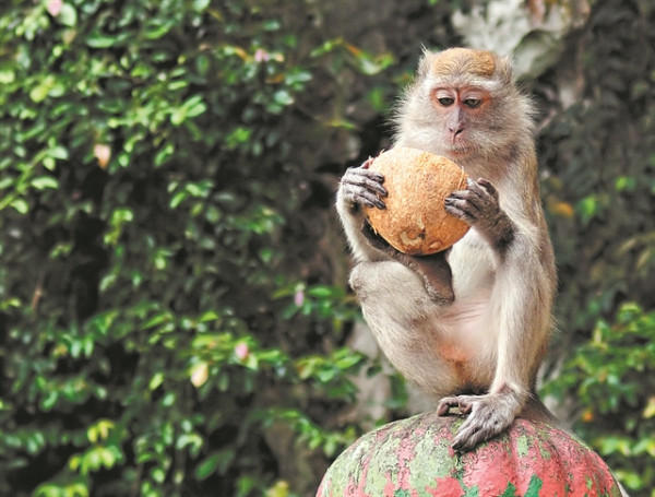Πνευματική γυμναστική: Ο πίθηκος, οι ναυαγοί και η λύση
