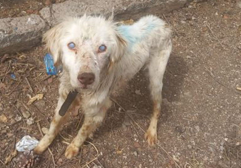 Φθιώτιδα: Είχαν αλυσοδεμένο για χρόνια τυφλό σκυλάκι – Έκκληση για υιοθεσία