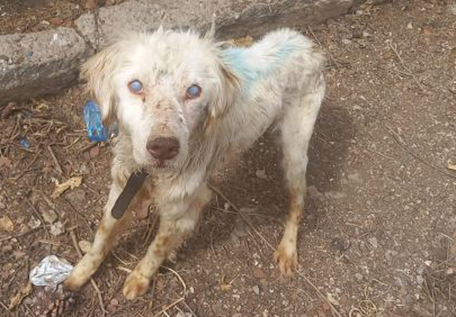 Φθιώτιδα: Είχαν αλυσοδεμένο για χρόνια τυφλό σκυλάκι - Έκκληση για υιοθεσία