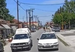 Καρδίτσα: Συνελήφθη ο άνδρας που έκανε βόλτες με τον σκύλο του στην οροφή του αυτοκινήτου