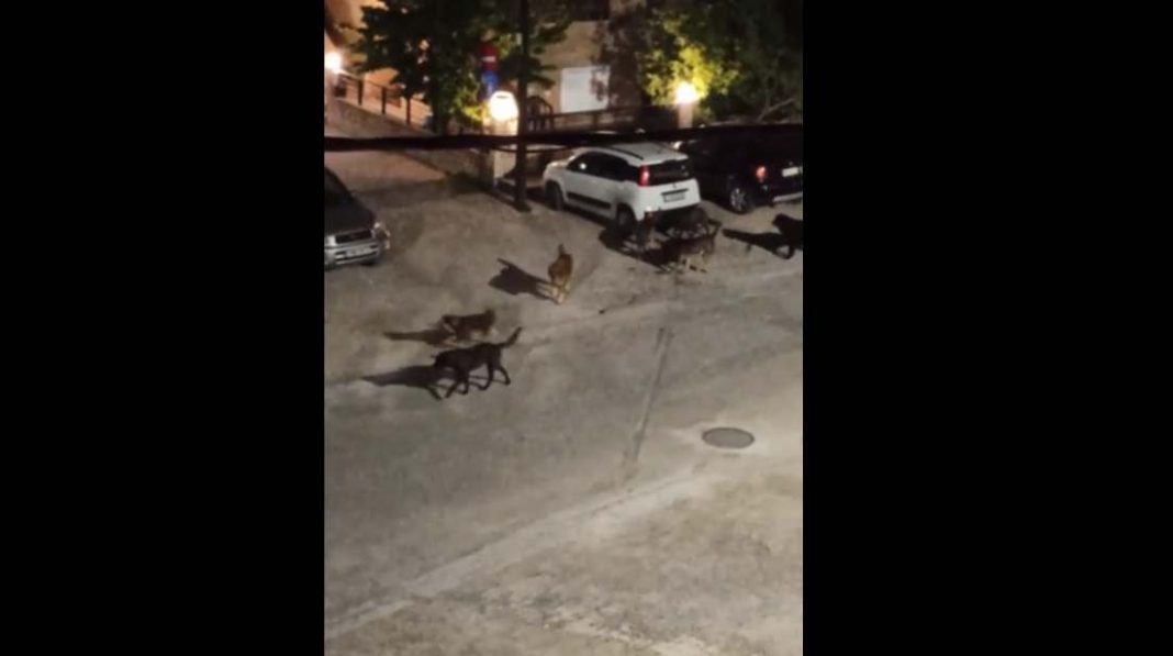 Θεσσαλονίκη: Αγέλη σκύλων προκαλεί τρόμο στα Πυλαιώτικα - Κάτοικοι παίρνουν ταξί για μικρές αποστάσεις