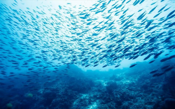 Κλιματική αλλαγή: Ξινό το μέλλον των ωκεανών, προειδοποιεί ο ΟΗΕ