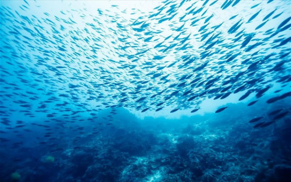 Κλιματική αλλαγή: Ξινό το μέλλον των ωκεανών, προειδοποιεί ο ΟΗΕ