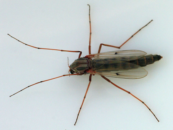 Καθησυχάζει τους πολίτες η Περιφέρεια Κρήτης: «Τα δίπτερα δεν είναι επικίνδυνα έντομα»