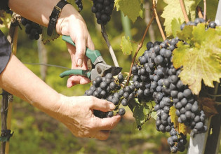 Αμπέλι: Ξεκινούν οι αιτήσεις για την πρώιμη συγκομιδή – Οι ποικιλίες και οι τιμές ενίσχυσης