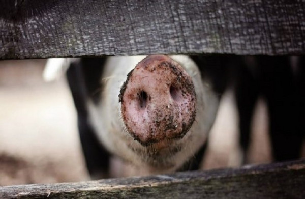 Χοίρειο κρέας: Η ΕΕ παραμένει κύριος εξαγωγέας παγκοσμίως