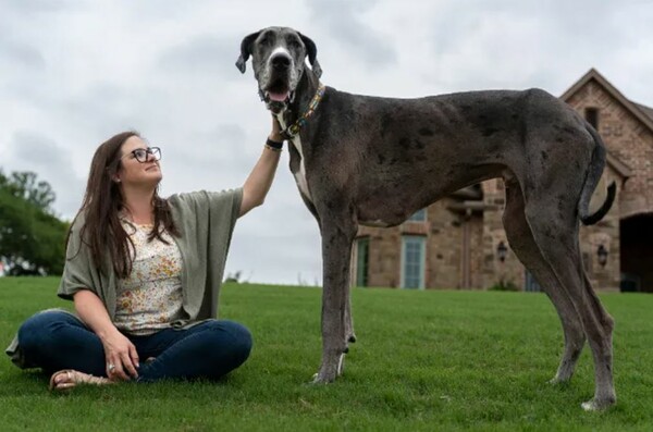 Γνωρίστε τον Δία, τον ψηλότερο σκύλο στον κόσμο
