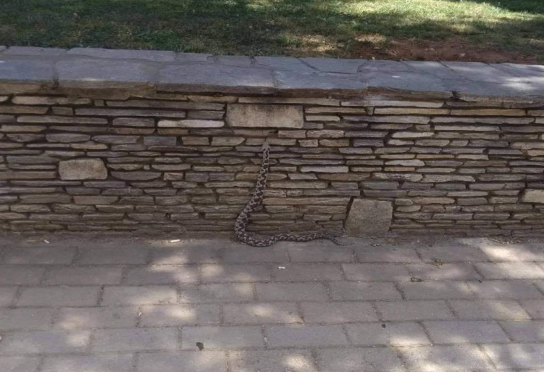 Αλεξανδρούπολη: Οχιά έκοβε βόλτες στο κέντρο της πόλης