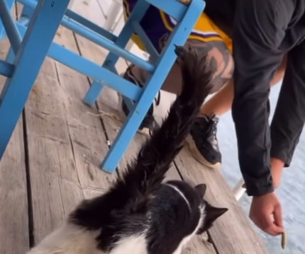 Αιδηψός: Πως εντόπισαν οι αρχές τον «νταή» που κλώτσησε το γατάκι