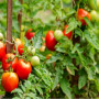 Θερμοκηπιακή ντομάτα: Οι ασθένειες της εποχής και οι απαραίτητες επεμβάσεις