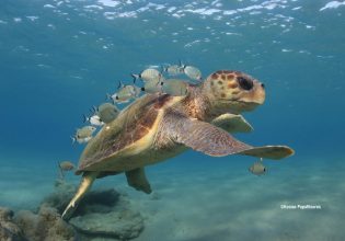 Θαλάσσιες χελώνες: Εκπέμπουν SOS – Φωτογραφική έκθεση για τη σχέση τους με τον άνθρωπο στην Τεχνόπολη