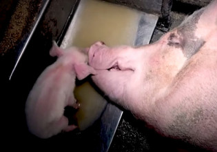 Αυτή είναι η vegan διαφήμιση που απαγορεύτηκε λόγω πολύ σκληρών εικόνων