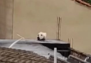 Η απίστευτη ψευδαίσθηση που έχει τρελάνει τους πάντες: Βλέπετε σκύλο ή γάτα;