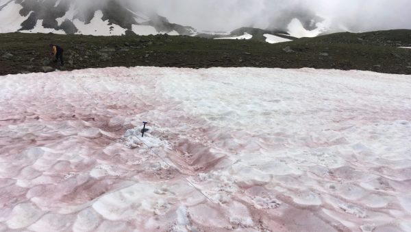 2022 06 21T084447Z 2010846326 RC2QP3930QDN RTRMADP 5 CLIMATE CHANGE GLACIER BLOOD