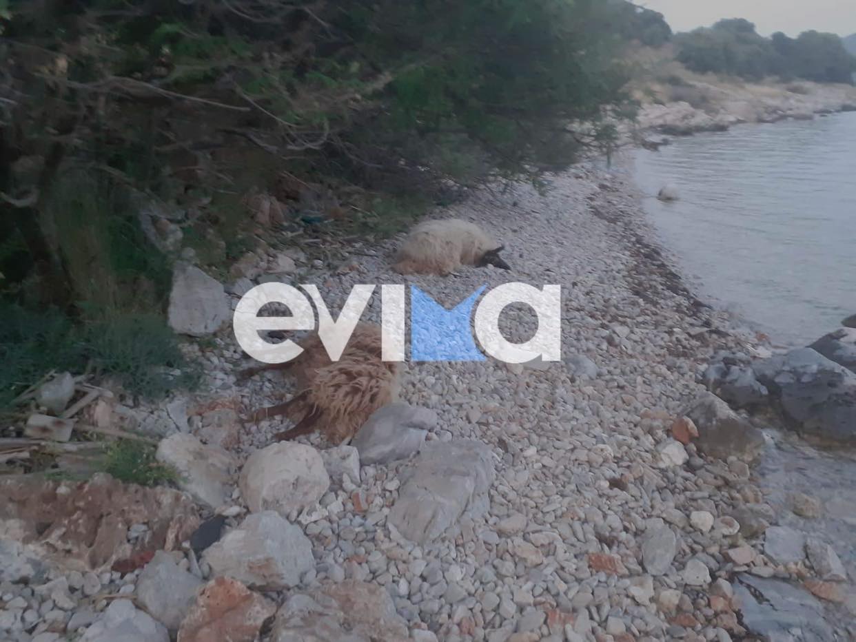 Εύβοια: Κοπάδι προβάτων βρέθηκε νεκρό κοντά στη θάλασσα