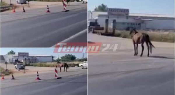 Πάτρα: Αφηνιασμένο άλογο βγήκε στην εθνική και άρχισε να καλπάζει