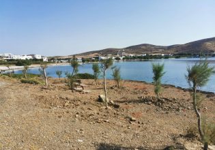 Αστυπάλαια: Εκστρατεία φύτευσης δέντρων στο νησί