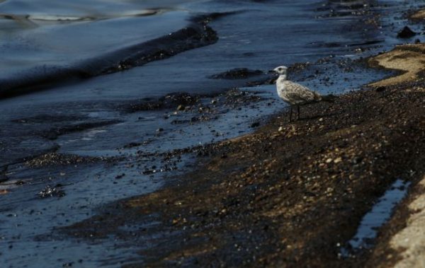 Περιβάλλον: Οι άνθρωποι ευθύνονται για 94% των πετρελαιοκηλίδων στις θάλασσες