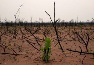 Βιοποικιλότητα: Οι απώλειες φέρνουν γιγάντιο πλήγμα στην οικονομία
