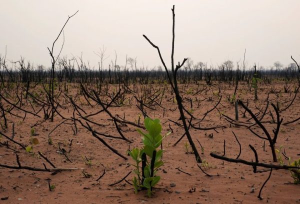 Βιοποικιλότητα: Οι απώλειες φέρνουν γιγάντιο πλήγμα στην οικονομία