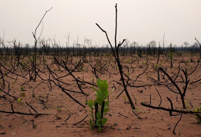 Βιοποικιλότητα: Οι απώλειες φέρνουν γιγάντιο πλήγμα στην οικονομία