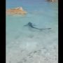 Επτάνησα: Γαλάζιος καρχαρίας σε παραλία – Δείτε βίντεο