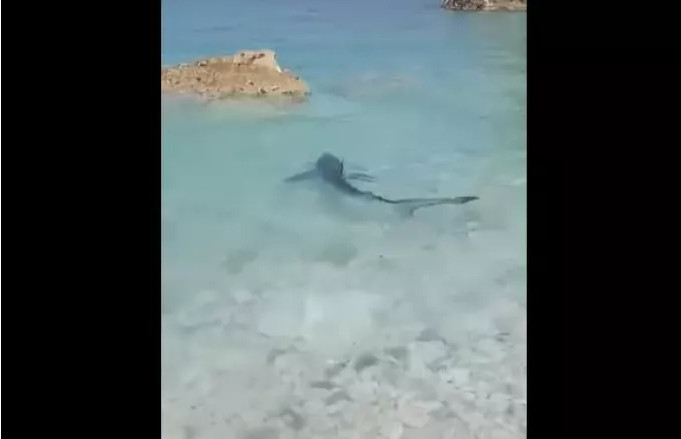 Επτάνησα: Γαλάζιος καρχαρίας σε παραλία - Δείτε βίντεο