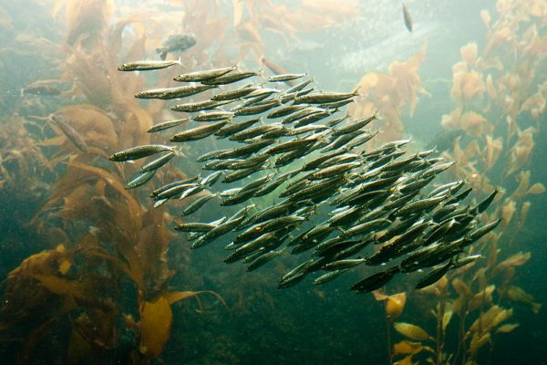 Οι ωκεανοί βρίσκονται σε κατάσταση έκτακτης ανάγκης, προειδοποιεί ο ΟΗΕ