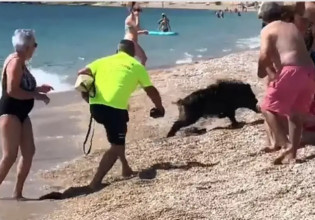 Ισπανία: Αγριογούρουνο δάγκωσε γυναίκα που έκανε ηλιοθεραπεία στην Κόστα ντελ Σολ