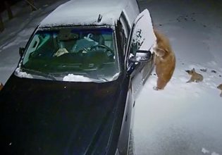 ΗΠΑ: Μια αρκούδα ανοίγει αυτοκίνητο και κλέβει σνακ για τα μικρά της