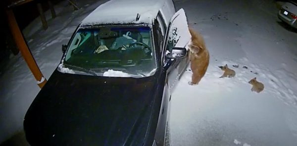 ΗΠΑ: Μια αρκούδα ανοίγει αυτοκίνητο και κλέβει σνακ για τα μικρά της