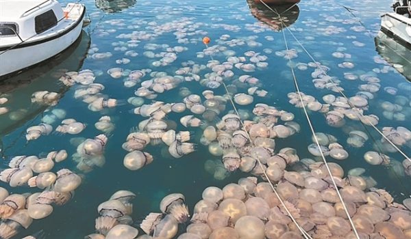 Θάλασσα: Οι μοβ, οι γαλάζιες μέδουσες και άλλοι εισβολείς