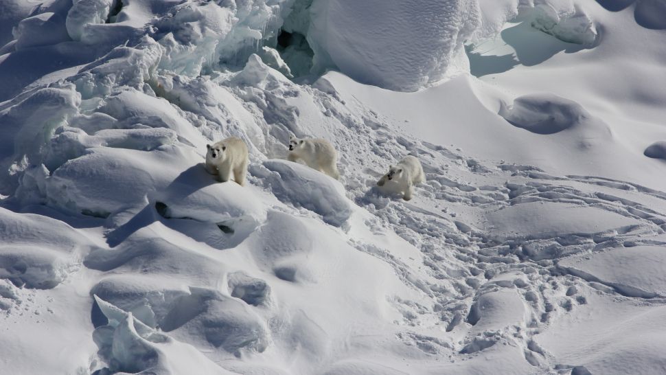 Γροιλανδία: Ανακαλύφθηκε αγέλη πολικών αρκούδων που ζει σε περιοχή χωρίς πάγο