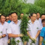 Δωρεάν διανομή φυτών κάνναβης στην Ταϊλάνδη μετά την νομιμοποίηση της καλλιέργειας της